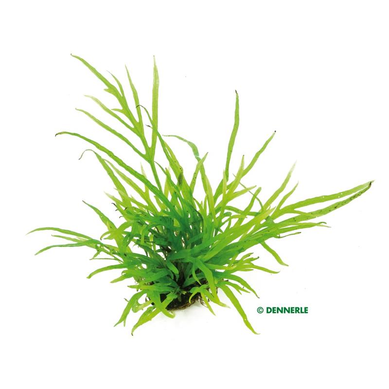 Planta acvariu Stoffels Microsorum pteropus Trident - imagine 6